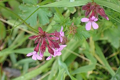 Pelargonium grossularioides, photographed by Di Turner