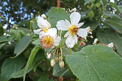 Sparrmannia africana, photographed by Di Turner