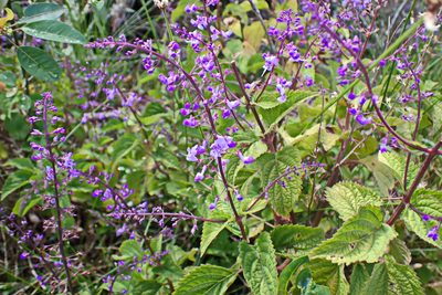 Plectranthus fruticosus, photographed by Di Turner