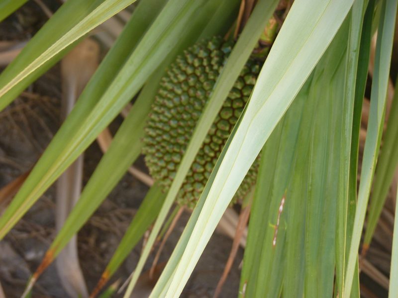 Pandanus vandermeeschii, photographed by Ben