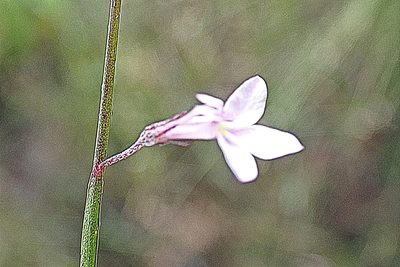 Lobelia patula, photographed by Di Turner