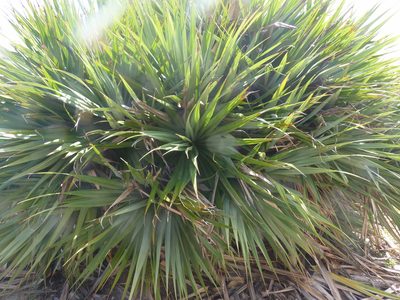 Pandanus vandermeeschii, photographed by Ben