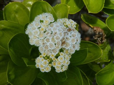Psiadia arguta, photographed by Ben