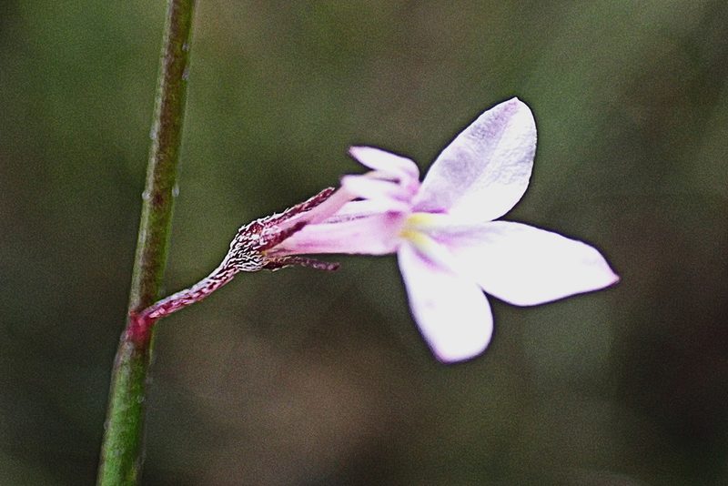 Lobelia patula, photographed by Di Turner