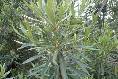 Brachylaena neriifolia, photographed by Di Turner