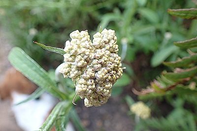 Helichrysum odoratissimum, photographed by Di Turner