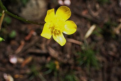 Ranunculus multifidus, photographed by Di Turner