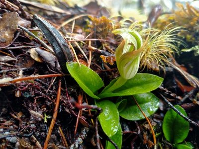 Pterostylis venosa, photographed by John Barkla