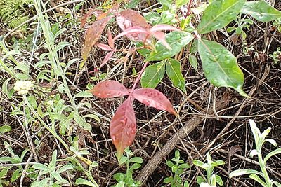 Searsia chirindensis, photographed by Di Turner