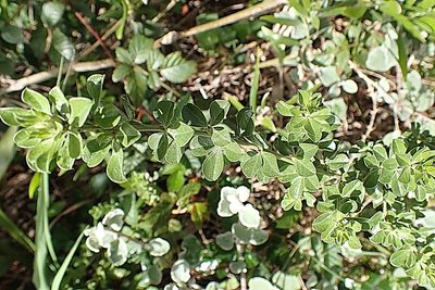 Psoralea stachyera, photographed by Di Turner