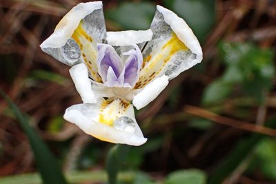 Dietes iridioides, photographed by Di Turner