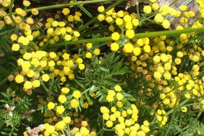 Hippia frutescens, photographed by Di Turner