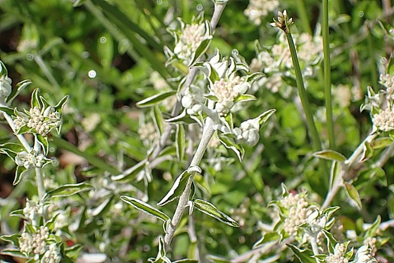 Plecostachys polifolia, photographed by Di Turner