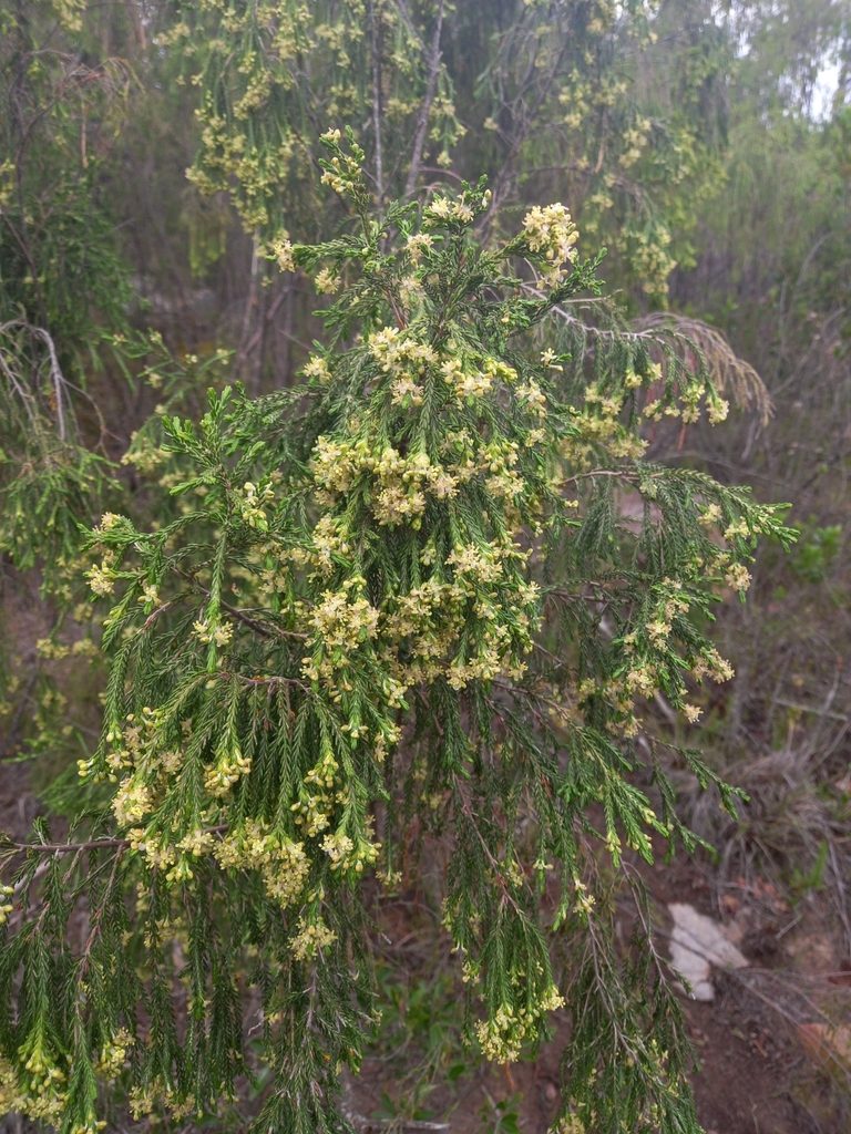 Passerina pendula, photographed by Christiaan Viljoen