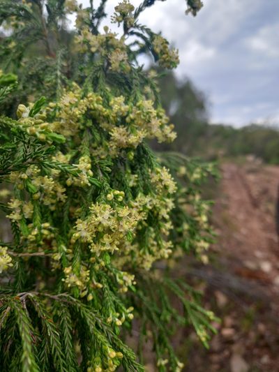 Passerina pendula, photographed by Christiaan Viljoen