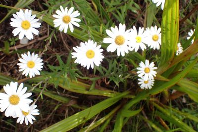 Osmitopsis osmitoides, photographed by Di Turner