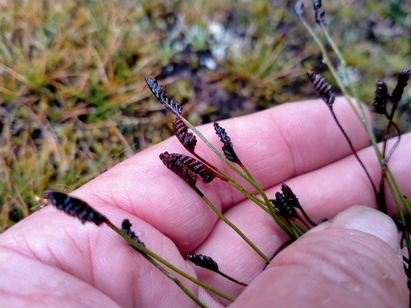 Microschizaea australis, photographed by John Barkla