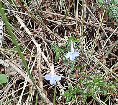 Lobelia neglecta, photographed by Di Turner