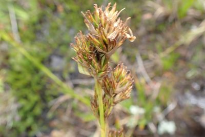 Carpha glomerata, photographed by Di Turner