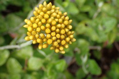 Helichrysum cymosum, photographed by Di Turner