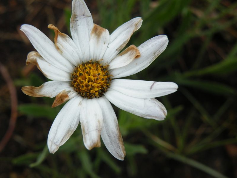 Dimorphotheca caulescens, photographed by Antoinette Eyssell Knox