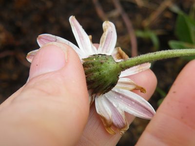 Dimorphotheca caulescens, photographed by Antoinette Eyssell Knox