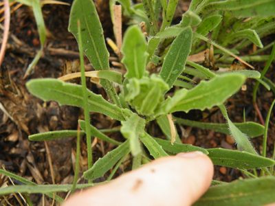 Dimorphotheca caulescens, photographed by Antoinette Eyssell Knox