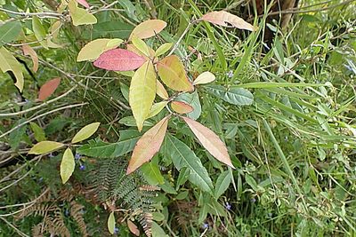 Nuxia floribunda, photographed by Di Turner