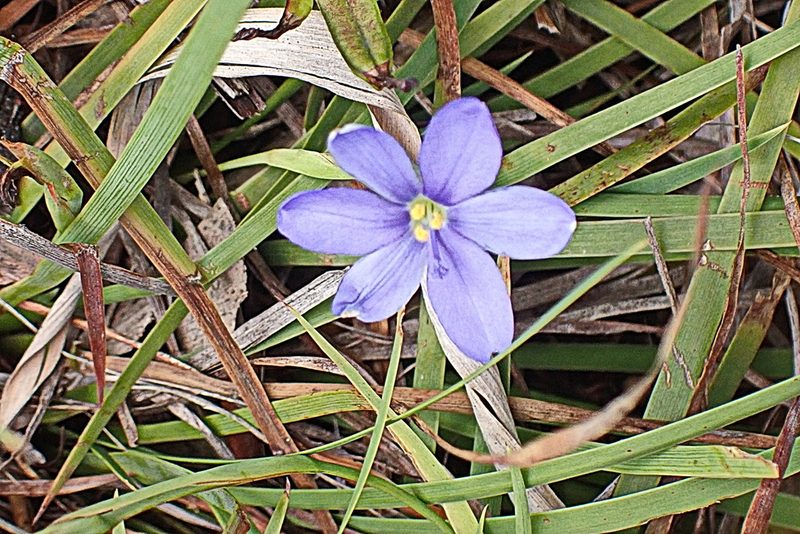 Aristea nana, photographed by Di Turner