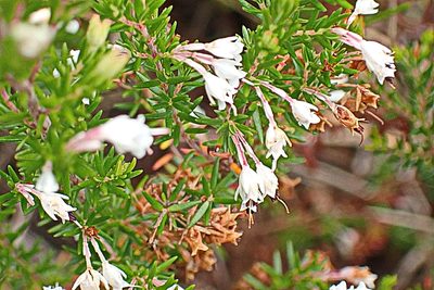 Erica fuscescens, photographed by Di Turner