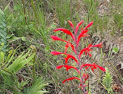 Tritoniopsis afra, photographed by Di Turner