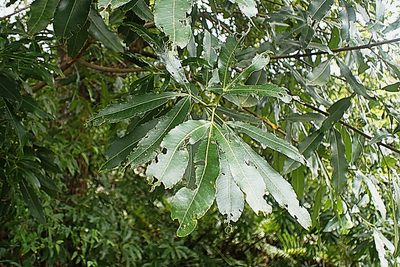 Platylophus trifoliatus, photographed by Di Turner