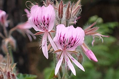 Pelargonium cordifolium, photographed by Di Turner