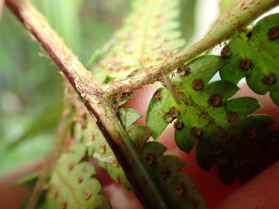 Dryopteris varia, photographed by 呂一起(Lyu yi-chi)