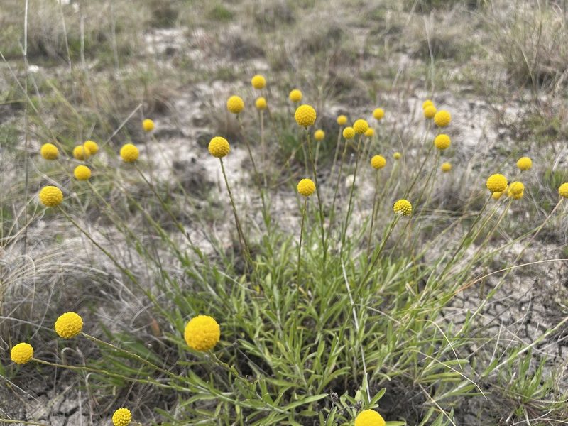 Pycnosorus chrysanthus, photographed by Dylan Wishart