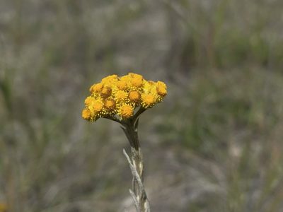Chrysocephalum semipapposum, photographed by Dylan Wishart