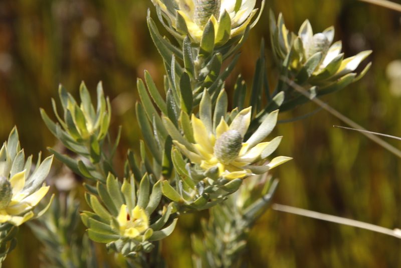 Leucadendron floridum, photographed by Tony Rebelo