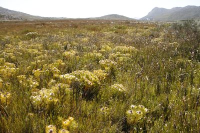 Serruria glomerata, photographed by Tony Rebelo