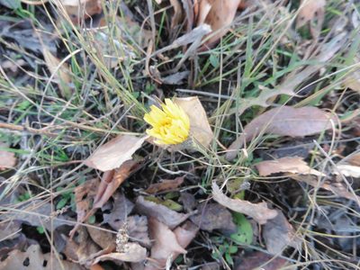 Scorzoneroides autumnalis, photographed by Силаева Татьяна Борисовна