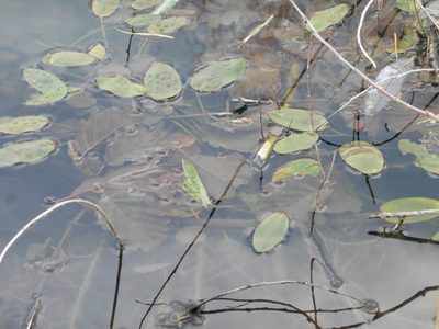 Potamogeton natans, photographed by Силаева Татьяна Борисовна