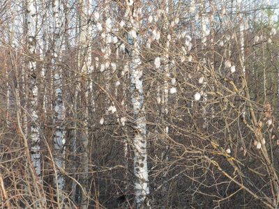 Salix pentandra, photographed by Силаева Татьяна Борисовна