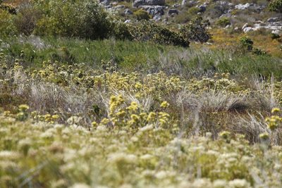 Leucadendron floridum, photographed by Tony Rebelo