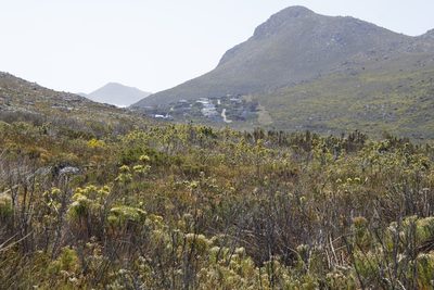 Leucadendron floridum, photographed by Tony Rebelo