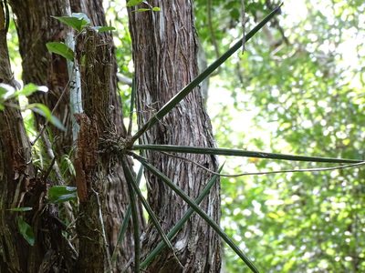 Trichocentrum yucatanense, photographed by Alexis López Hernández