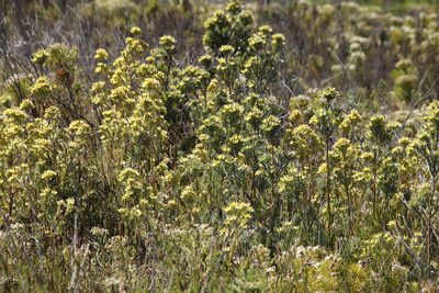 Leucadendron floridum, photographed by Tony Rebelo