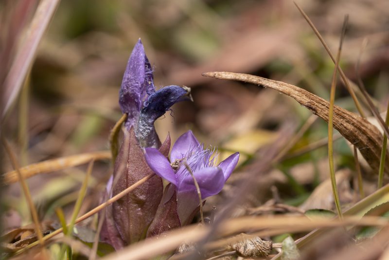 Gentianella campestris, photographed by Eleftherios Katsillis