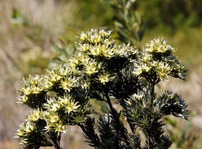 Leucadendron floridum, photographed by Tony Rebelo