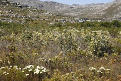 Leucadendron floridum, photographed by Tony Rebelo