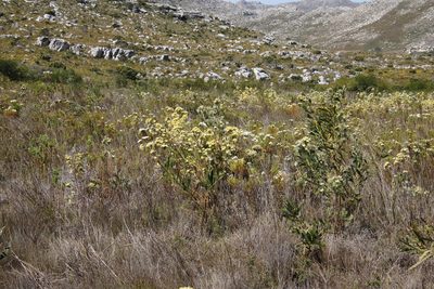 Leucadendron floridum, photographed by Tony Rebelo