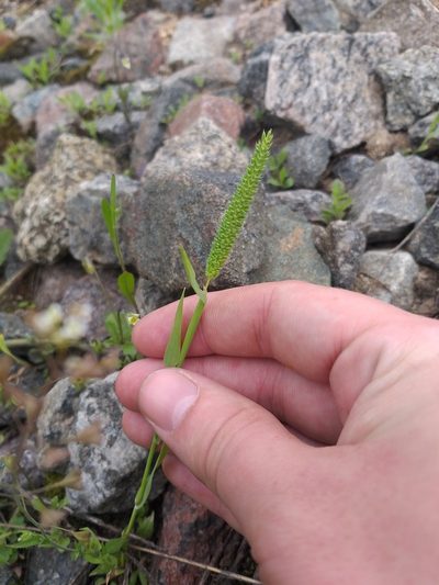 Phleum paniculatum, photographed by Dmitriy Bochkov